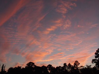 [Over 80% of this image is sky with the rest being the irregular treeline in the distance. The sky is medium blue with a lot of small line-shaped clouds that are light orange-pink.]